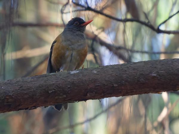 <h3><a href="/trips/tanzania/biota/animalia/chordata/aves/040 passeriformes/107 turdidae/turdus roehli/turdus roehli-nl.html">Turdus&nbsp;roehli</a> / Usambara&nbsp;thrush / Usambaralijster</h3>OM-1 Mark II met OLYMPUS M.150-400mm F4.5 TC, 1/1250 sec  bij F5.6, ISO 10000, afstand 14.3&nbsp;m